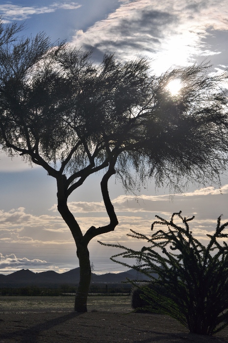 my favorite tree